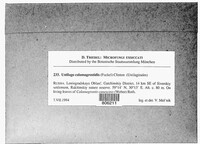 Ustilago calamagrostidis image